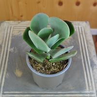 cotyledon-orbiculata-winner-10-5er-3823-2.jpg