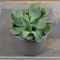 cotyledon-papillaris-choco-line-10-5er-3824-2.jpg