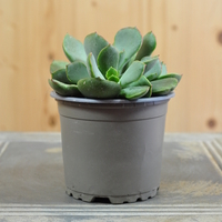 cotyledon-papillaris-choco-line-10-5er-3824-3.jpg