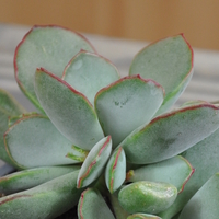 cotyledon-papillaris-choco-line-blattrand-3824-1.jpg
