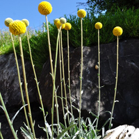 craspedia-globosa-golf-beauty-3669.jpg