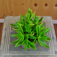 crassula-capitella-campfire-10-5er-3825-1.jpg