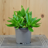 crassula-capitella-campfire-10-5er-3825-2.jpg