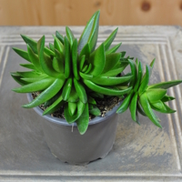 crassula-capitella-subsp-thyrsiflora-10-5er-3826-1.jpg