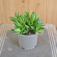 crassula-capitella-subsp-thysiflora-10-5er-3826-1.jpg