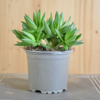 crassula-capitella-subsp-thysiflora-10-5er-3826-2.jpg
