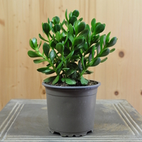 crassula-pubescens-subsp-radicans-10-5er-3827-1.jpg