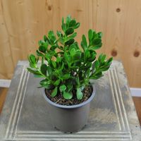 crassula-pubescens-subsp-radicans-10-5er-3827-2.jpg