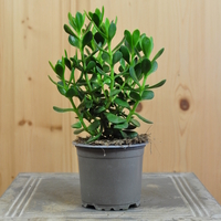 crassula-pubescens-subsp-radicans-10-5er-3827.jpg