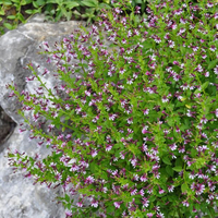 cuphea-ramossisma-pink-schimmer-3511.jpg