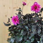 dahlia-hybrida-dl-pink-2980-3346-v.jpg