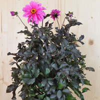 dahlia-hybrida-fascination-dl-pink-25er-2980.jpg