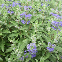 caryopteris-2514-1280-2515-1198.jpg