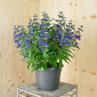 caryopteris-x-clandonensis-blue-cloud-21er-1280.jpg