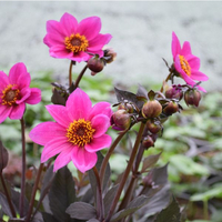dahlia-juliette-happy-single-2980-3346.jpg