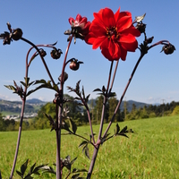 dahlia-hybrid-bishop-of-llandaff-dl-rot-3345-2979-v.jpg
