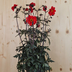 dahlia-hybrida-bishop-of-llandaff-dl-rot-25er-2979.jpg