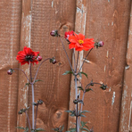 dahlia-rot-2979-3345.jpg