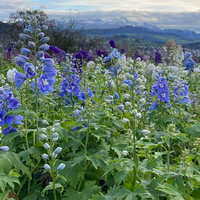delphinium-cultivars-1820-1821-1822.jpg