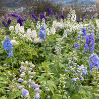 delphinium-cultivars-freiland-1820-1821-1822-1.jpg