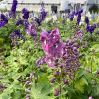 delphinium-cultivars-freiland-1820-1821-1822-4.jpg