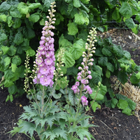 delphinium-1823.jpg