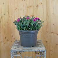 dianthus-caryophyllus-ring-ring-21er-3785.jpg