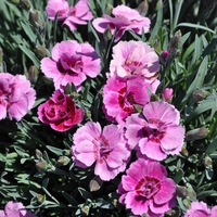 dianthus-caryophyllus-ring-ring-3785.jpg