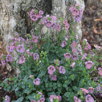 diascia-personata-denim-blue-3259.jpg