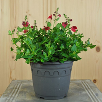 diascia-personata-dark-red-14er-3650.jpg