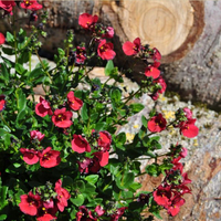 diascia-personata-dark-red-3650.jpg