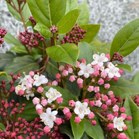 viburnum-tinus-3637-1.jpg