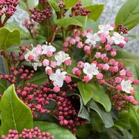 viburnum-tinus-3637-quadrat-v.jpg