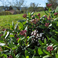viburnum-tinus-gwenllian-3637.jpg