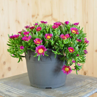 delosperma-hot-pink-wonder-16er-2244.jpg