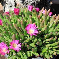 delosperma-hot-pink-wonder-2244.jpg