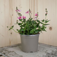 diascia-personata-breeze-pink-12er-1507.jpg