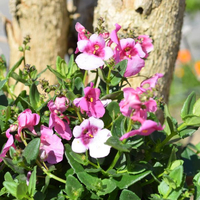 diascia-personata-breezee-pink-1507.jpg