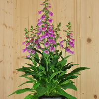 digitalis-x-hybrida-pink-panther-21er-3524.jpg