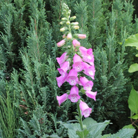 digitalis-x-hybrida-pink-panther-3524.jpg