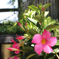 mandevilla-bella-pink-3515.jpg