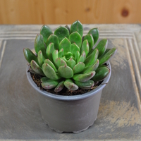 echeveria-pink-ruby-10-5er-3828-1.jpg