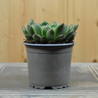 echeveria-pink-ruby-10-5er-3828-2.jpg