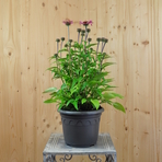 echinacea-purpurea-fuchsia-21er-3580-2.jpg