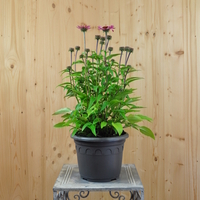 echinacea-purpurea-fuchsia-21er-3580-2.jpg