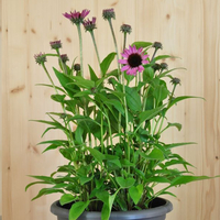 echinacea-purpurea-fuchsia-21er-3580.jpg