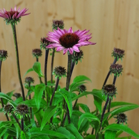 echinacea-purpurea-fuchsia-bluete-3580.jpg