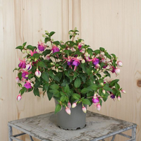 fuchsia-cultivars-diva-light-pink-and-purple-12er-3501.jpg