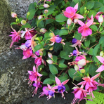 fuchsia-cultivars-diva-light-pink-and-purple-3501.jpg