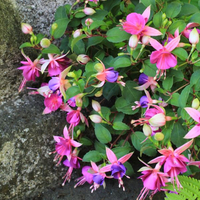 fuchsia-cultivars-diva-light-pink-and-purple-3501.jpg